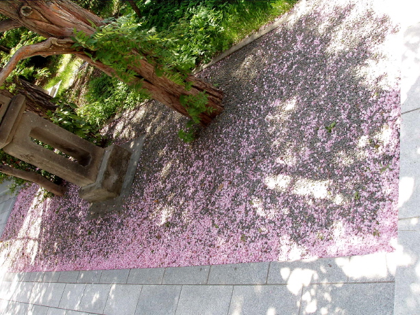 西野神社境内 八重桜の花びら