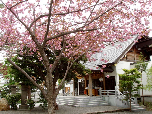 西野神社の桜